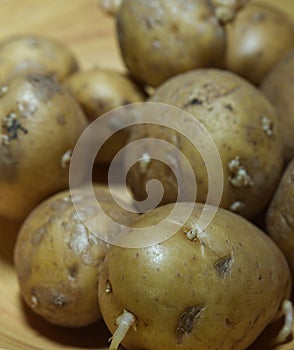 A bulk of selfgrown potatoes on a bambus plate