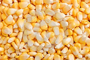 Bulk of yellow corn grains