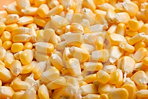 Bulk of yellow corn grains