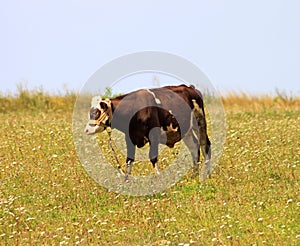 View of young bull on the daisy field photo