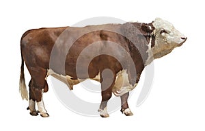 Bull-2 photo