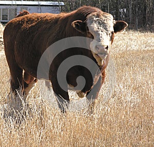 Bull photo