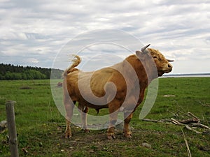 Bull photo