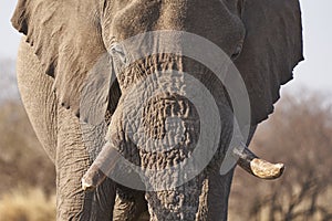 Bull African Elephant at a waterhole in Etosha National Park, Namibia