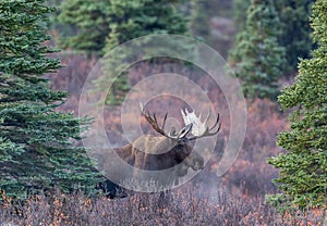 Alaska Yukon Bull Moose in Autumn in Denali National Park