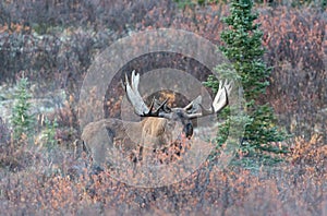 Bull Alaska Yukon Moose in Autumn in Denali National Park