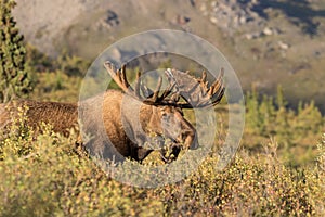 Bull Alaska Yukon Moose in Velvet