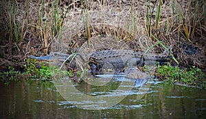 Bull Alligator in Savannah National Wildlife Refuge