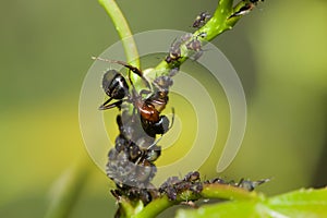 Bull Ant managing a his aphids