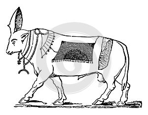 The Bull Apis vintage illustration
