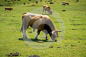 Bull around Covadonga lakes, Picos de Europa, Asturias, Spain