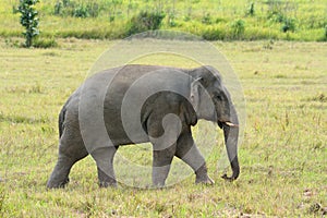 Bull Asian Elephant (Elephas maximus)