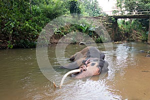 Bull Asian Elephant with tusks lying in the water in Pinnawala Sri Lanka