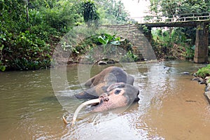 Bull Asian Elephant with tusks lying in the water in Pinnawala Sri Lanka