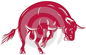 Bull attacking