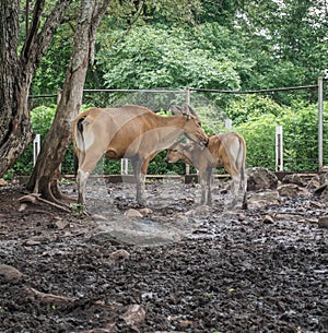 Bull in Baluran