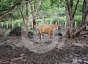 Bull in Baluran