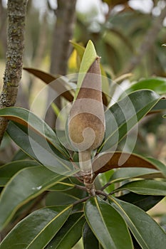 Southern Magnolia grandiflora, bud photo