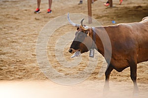 Bull being teased by brave young men in arena after the running-with-the-bulls in the streets of Denia, Spain