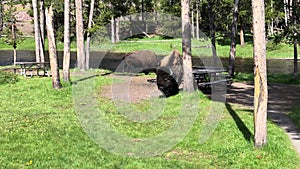 Bull bison buffalo in the Yellowstone National Park