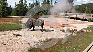 Bull bison buffalo in the Yellowstone National Park