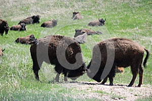 Bull Bison Butting heads
