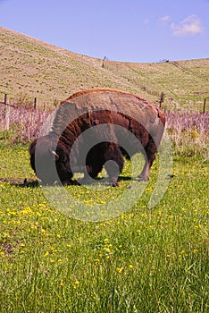 Bull bison grazing