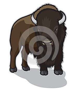 Bull Bison photo