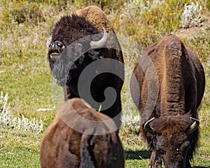 Bull Bison sniffing the air, searching for females in heat.