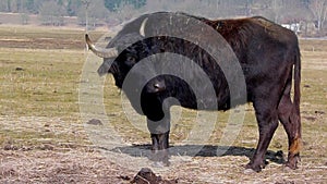 Bull black animals farm