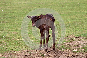A puppy of Watusi cow Bos taurus photo