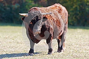 Bull of the breed Dexter cattle