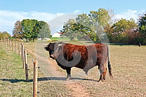 Bull of the breed Dexter cattle on a pasture photo