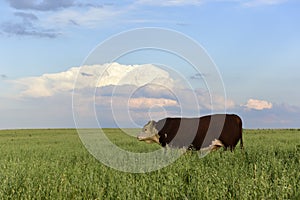 Bull of breed in the field, Hereford,