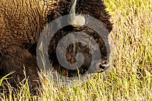 Bull Buffalo in Jackson Hole Wyoming