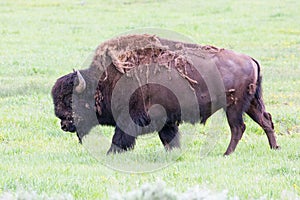 Bull buffalo shedding winter coat