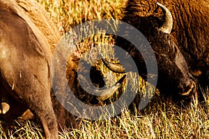 Bull Buffalo Sparring Yellowstone National Park