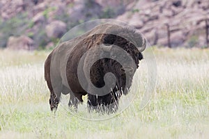 Bull buffalo in wichita mountains