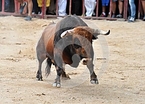 Bull photo