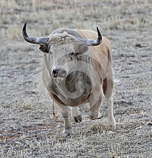 Bull photo