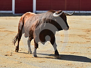 Bull in bullfighting ring