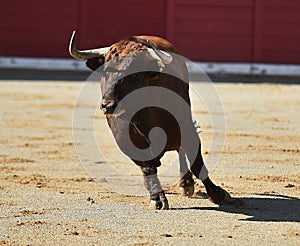 Bull in bullfighting ring