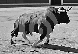 bull in bullfighting ring