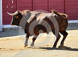 Bull in bullfighting ring