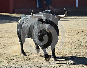 Bull in bullfighting ring