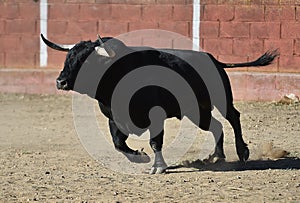 Bull in bullfighting ring