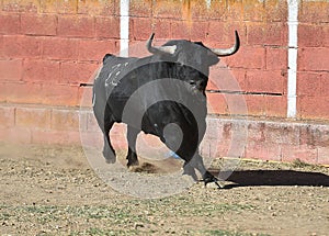 Bull in bullfighting ring