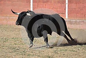 Bull in bullfighting ring