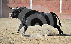Bull in bullfighting ring