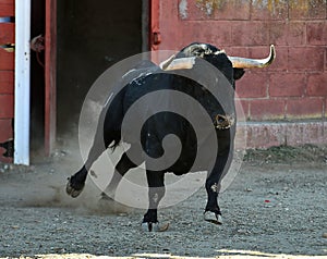 Bull in bullfighting ring